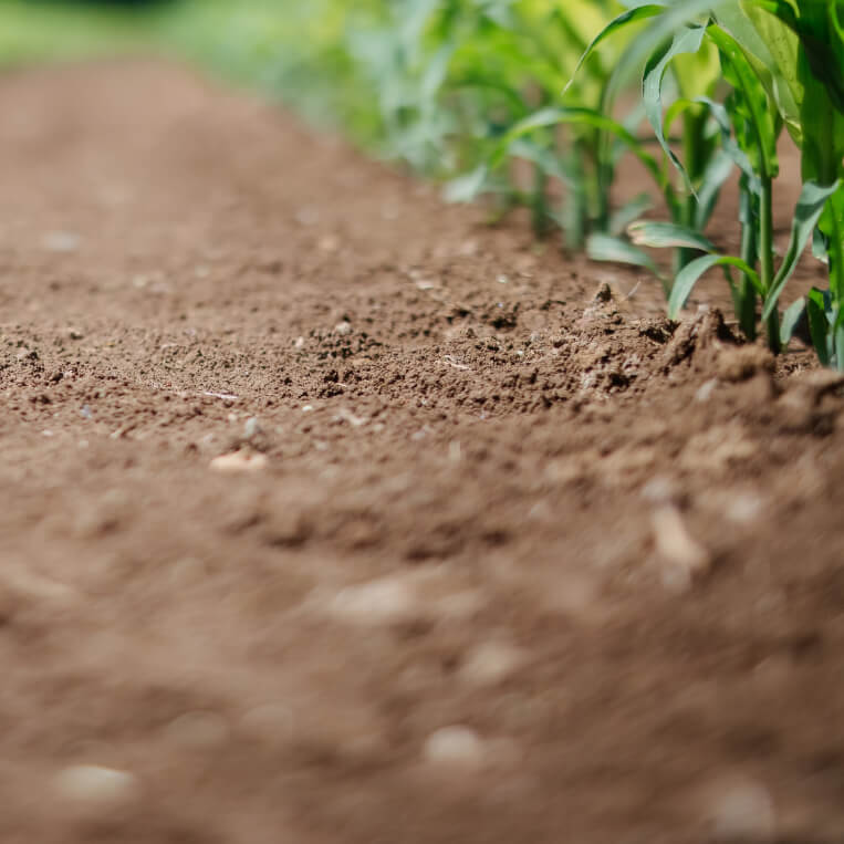 Agricultural Innovation